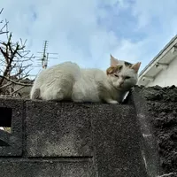 ナイトスタイル