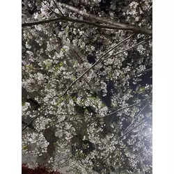 PUB CLUB オレンジ