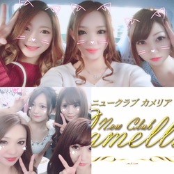 New Club Camellia