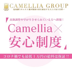 New Club Camellia