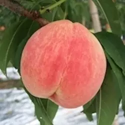 もも