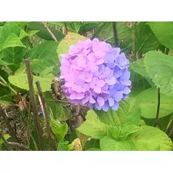 巣鴨いたち倶楽部