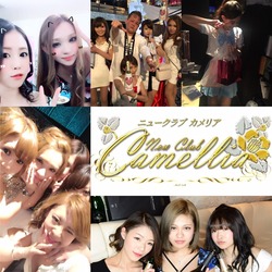 New Club Camellia