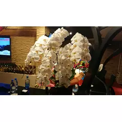 クラブ 歳増園