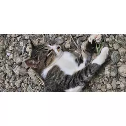 ヒカル