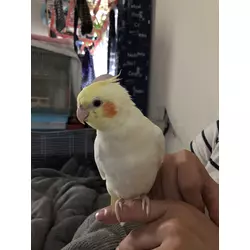 アンパンマン