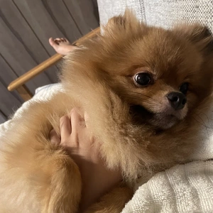 まほ