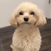 ヒデヨシ（スタッフ）