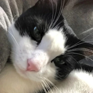 めぐ