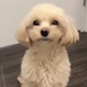 ヒデヨシ（スタッフ）