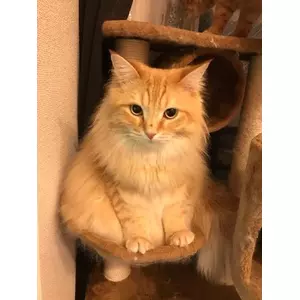 けんぞう