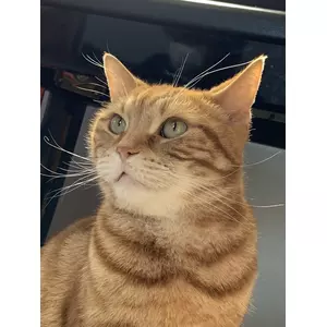きょーじ