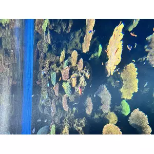 り