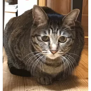 ねるたん