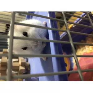 Miya