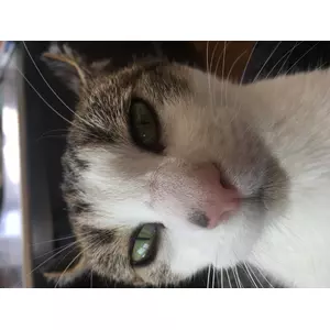 ギャン