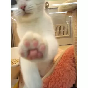 にゃん太