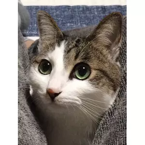 シマ
