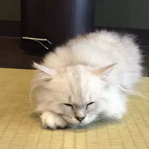 さむ