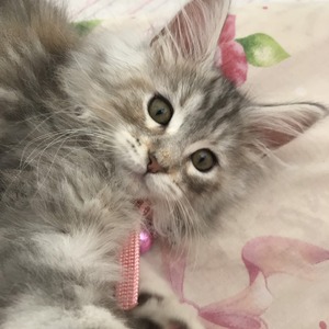 名無し