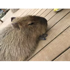 カピバラ