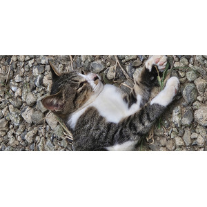 ヒカル