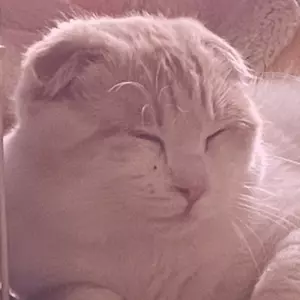 鹿目まどか