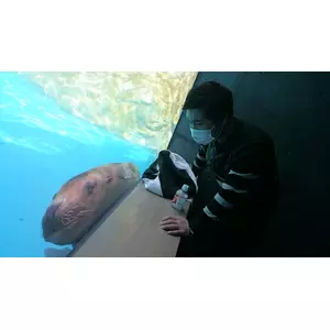 まつ