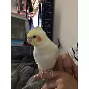 アンパンマン