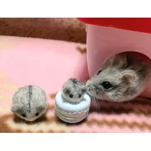 名無し