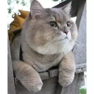大きい猫