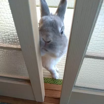 ゆきの
