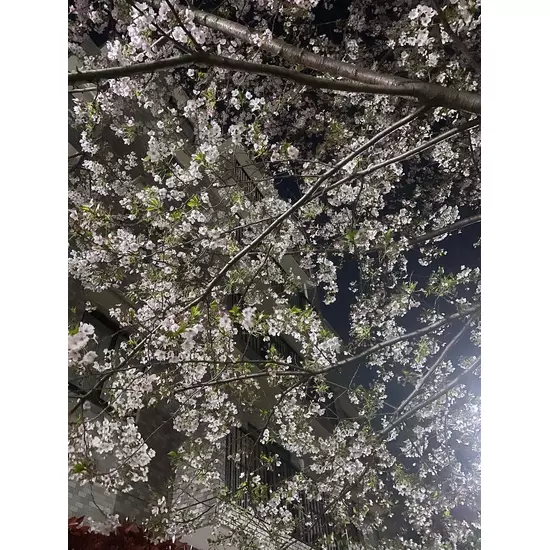 PUB CLUB オレンジ