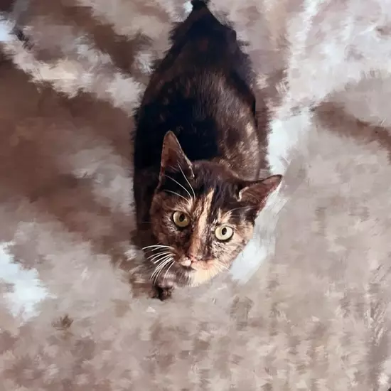 コスプレGirlsBar Ring