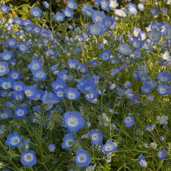 コスプレGirlsBar Ring