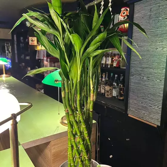 三島女どれみ・カフェ