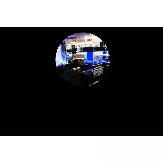New Club Camellia