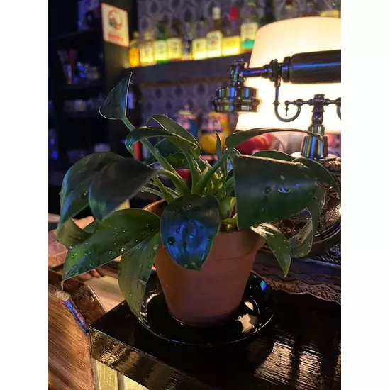 どれみ・カフェ