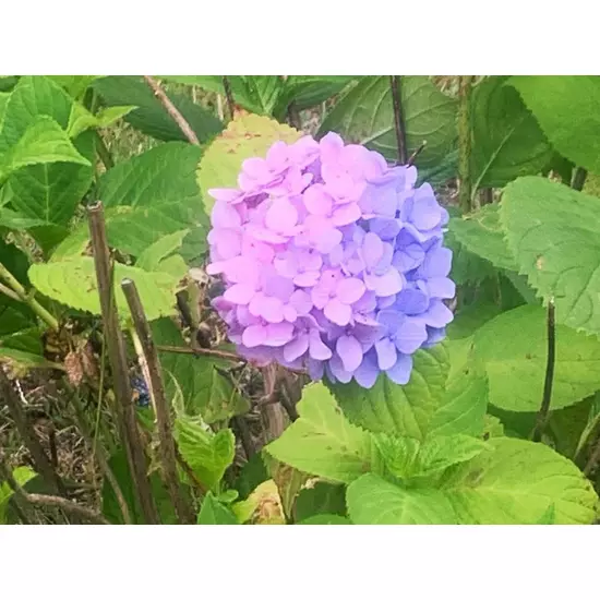 巣鴨いたち倶楽部