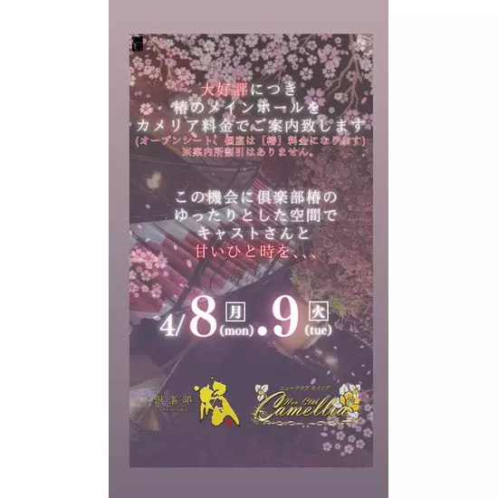 New Club Camellia