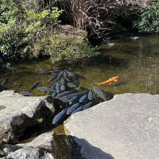 三島女どれみ・カフェ