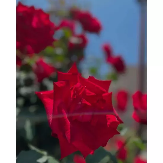 満月