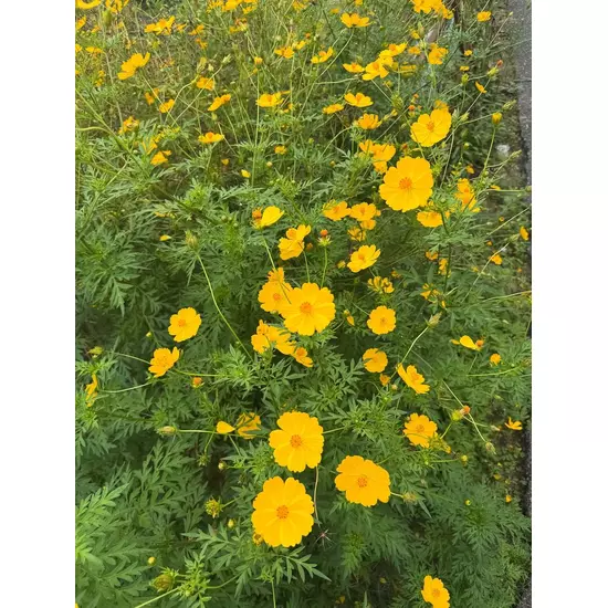 コスプレGirlsBar Ring