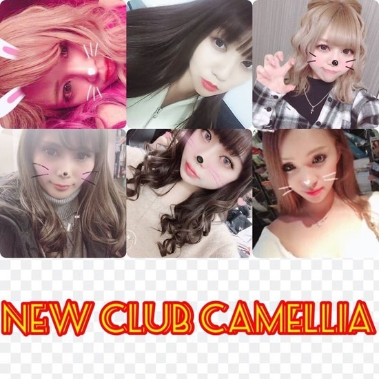 New Club Camellia