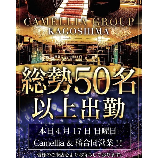 New Club Camellia