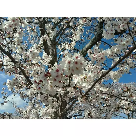 コスプレGirlsBar Ring