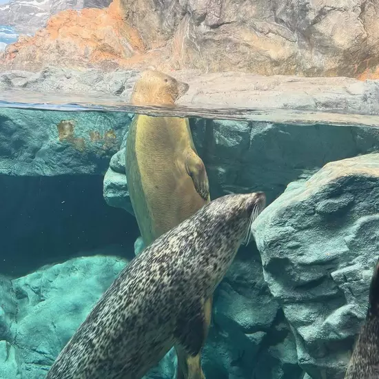 コスプレGirlsBar Ring