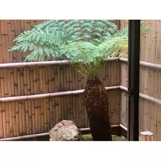 Club 摩天楼