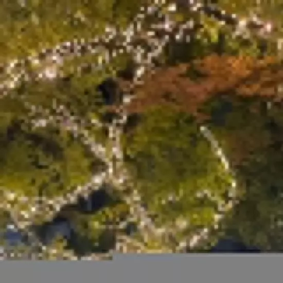 コスプレGirlsBar Ring