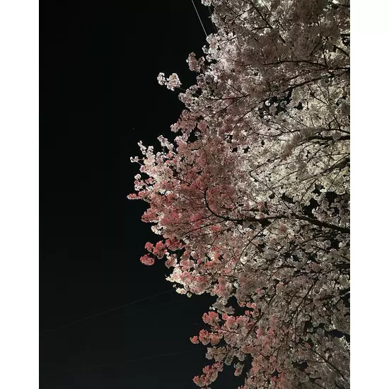 満月